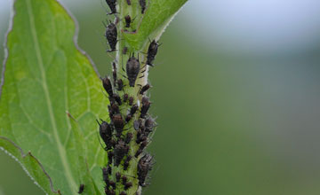 Black bean aphid [Aphis fabae]