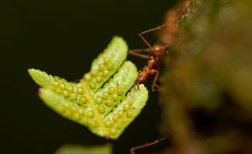 Leaf-cutting ant [Atta (Genus)]