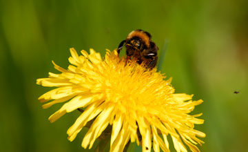 Common carder bumblebee [Bombus pascuorum]