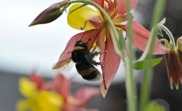 Buff-tailed bumblebee [Bombus terrestris]