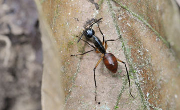Giant forest ant [Dinomyrmex gigas]