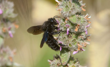 Violet carpenter bee [Xylocopa violacea]