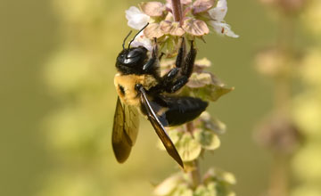Eastern carpenter bee [Xylocopa virginica]