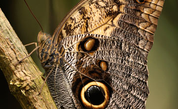Fruhstorfer's owl-butterfly [Caligo oedipus fruhstorferi]