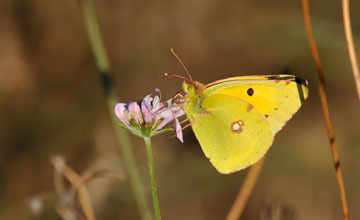 Clouded yellow [Colias croceus]
