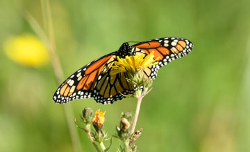 Monarch butterfly [Danaus plexippus plexippus]