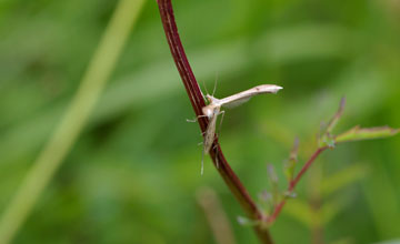 Morning-glory plume moth [Emmelina monodactyla]