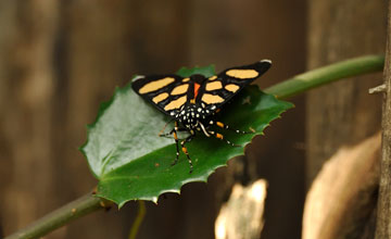 Superb false tiger moth [Heraclia superba]