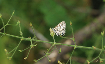 Lang's short-tailed blue [Leptotes pirithous]