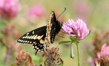 Short-tailed swallowtail [Papilio brevicauda]