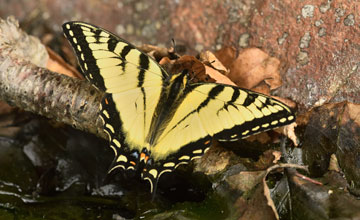 Canadian tiger swallowtail [Papilio canadensis]