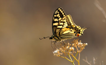 Old world swallowtail [Papilio machaon]