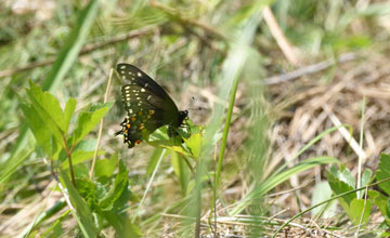 Black swallowtail [Papilio polyxenes]
