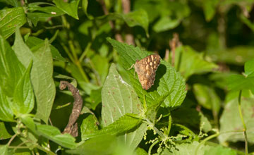 Speckled wood [Pararge aegeria]