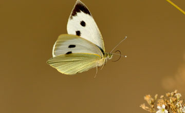 Large white [Pieris brassicae]