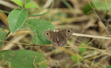 African ringlet [Ypthima asterope]