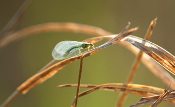 Green lacewing [Chrysopa perla]