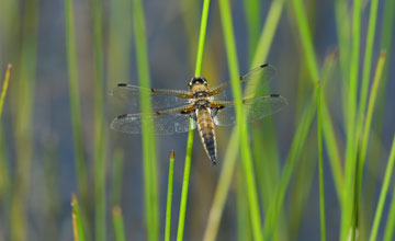 Four-spotted chaser [Libellula quadrimaculata]