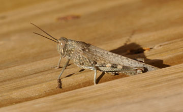 Egyptian grasshopper [Anacridium aegyptium]