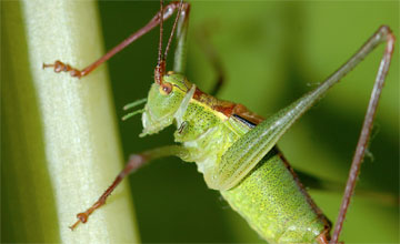 Speckled bush-cricket [Leptophyes punctatissima]