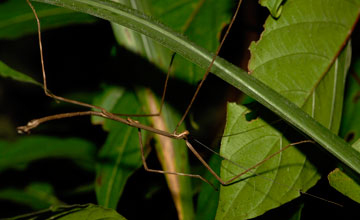 Stick insect [Phasmatodea sp]
