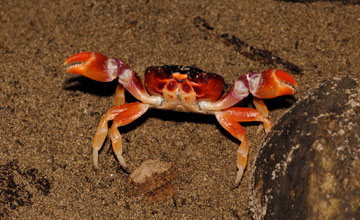 Blackback land crab [Gecarcinus lateralis]