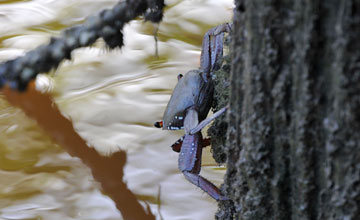 Mangrove crab [Goniopsis cruentata]