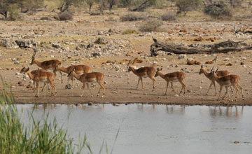 Black-faced impala [Aepyceros petersi]