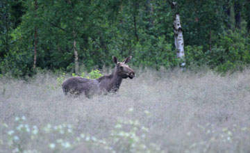 Eurasian elk [Alces alces alces]