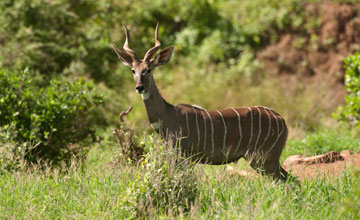 Southern lesser kudu [Ammelaphus australis]