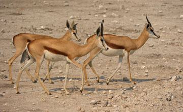 Kalahari springbok [Antidorcas hofmeyri]