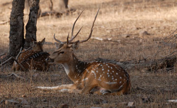 Chital [Axis axis]
