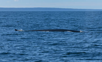 Northern fin whale [Balaenoptera physalus physalus]