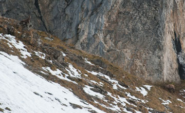 Alpine ibex [Capra ibex]