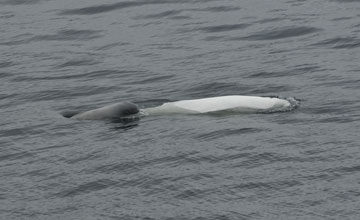Beluga whale [Delphinapterus leucas]