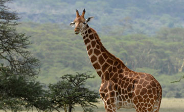 Nubian giraffe [Giraffa camelopardalis camelopardalis]