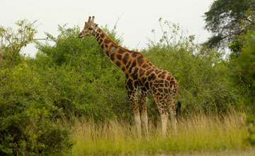 Rothschild giraffe [Giraffa camelopardalis rothschildi]