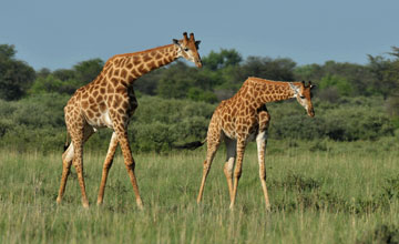 Angolan giraffe [Giraffa giraffa angolensis]