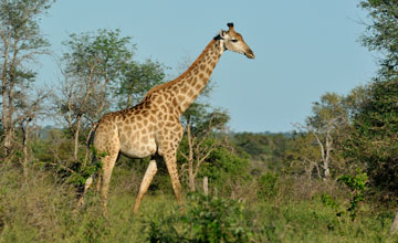 South african giraffe [Giraffa giraffa giraffa]
