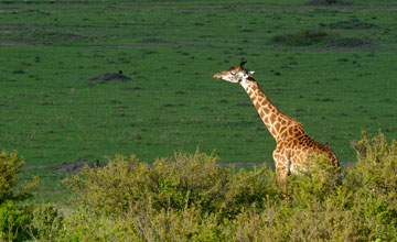 Masai giraffe [Giraffa tippelskirchi]