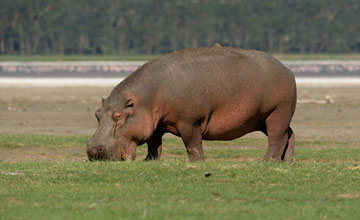 East african hippopotamus [Hippopotamus amphibius kiboko]