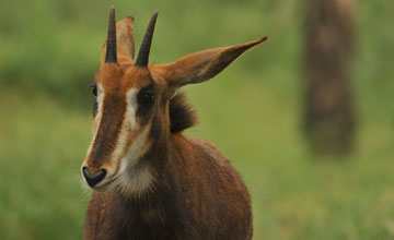 Roan antelope [Hippotragus equinus equinus]