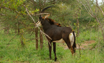 Sable antelope [Hippotragus niger niger]