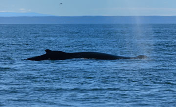 Humpback whale [Megaptera novaeangliae]
