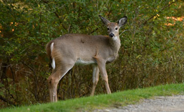 Northern white-tailed deer [Odocoileus virginianus borealis]