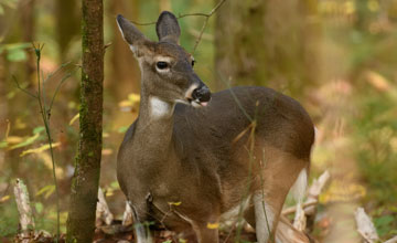 Southern white-tailed deer [Odocoileus virginianus virginianus]