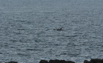 Orca [Orcinus orca]
