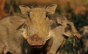Southern warthog [Phacochoerus africanus sundevallii]