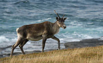 Migratory woodland caribou [Rangifer tarandus caribou]