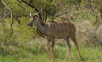 Zambezi kudu [Strepsiceros zambesiensis]